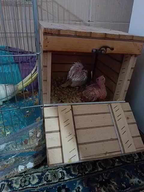 پرنده|پرنده|یاسوج, |دیوار