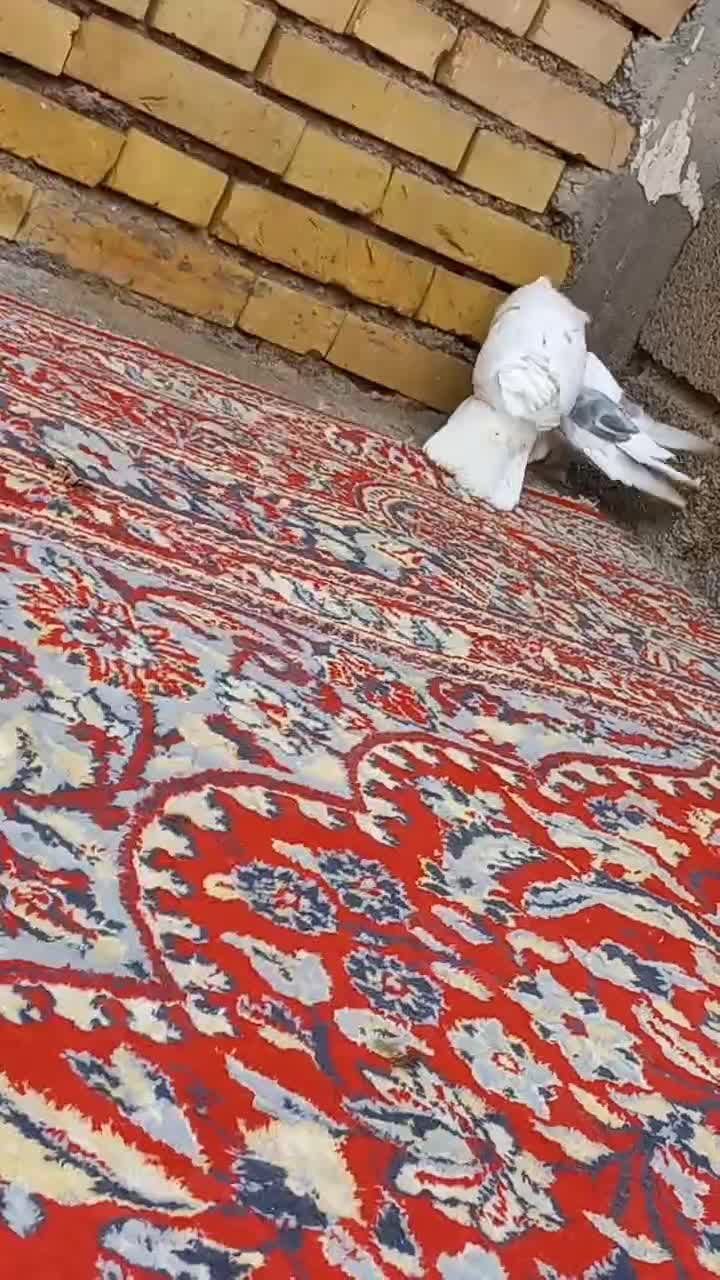 شهر شاوور|پرنده|دزفول, |دیوار