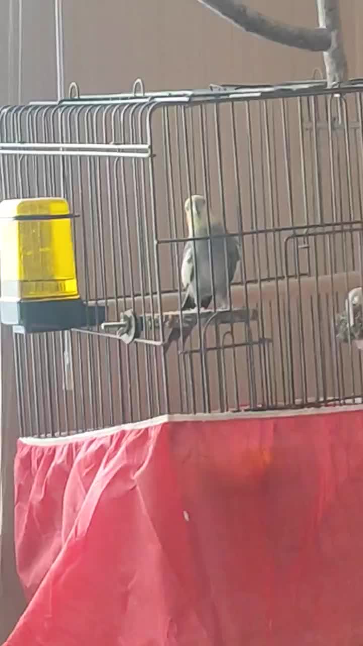 عروس هلندی|پرنده|همدان, |دیوار