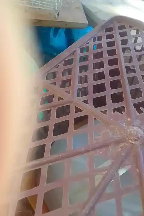 مرغ مینا|پرنده|شیروان (خراسان), |دیوار