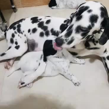 سگ دال میشن|سگ|شهریار, شهرک وائین|دیوار