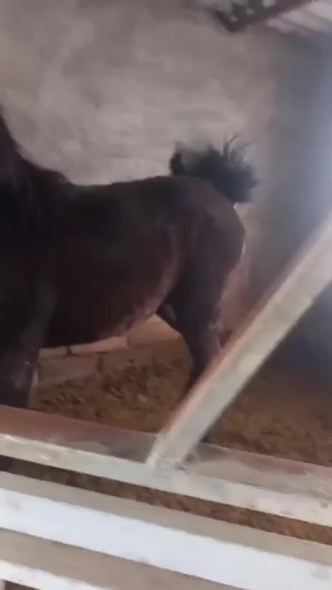 نریان شجره دارخوش فنوتیپ|اسب و تجهیزات اسب‌سواری|ایلام, |دیوار