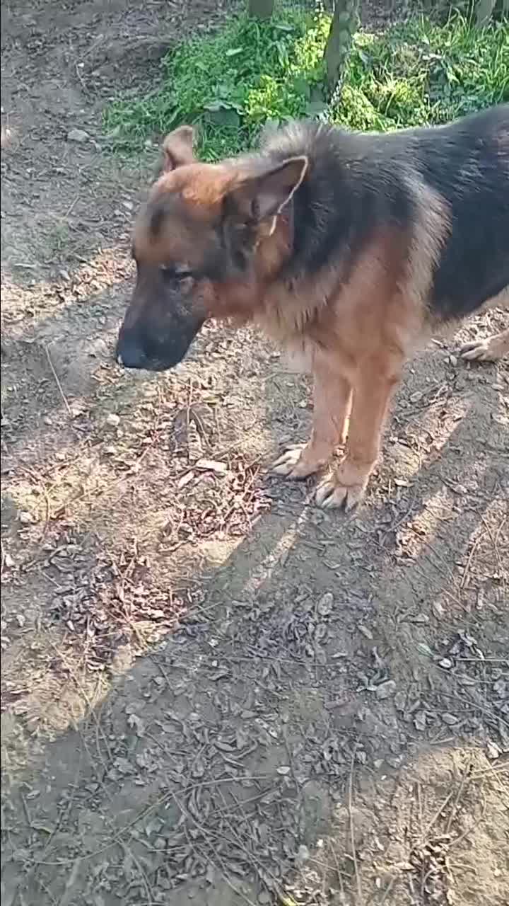 سگ ژرمن سپرد|سگ|لاهیجان, آهندان|دیوار