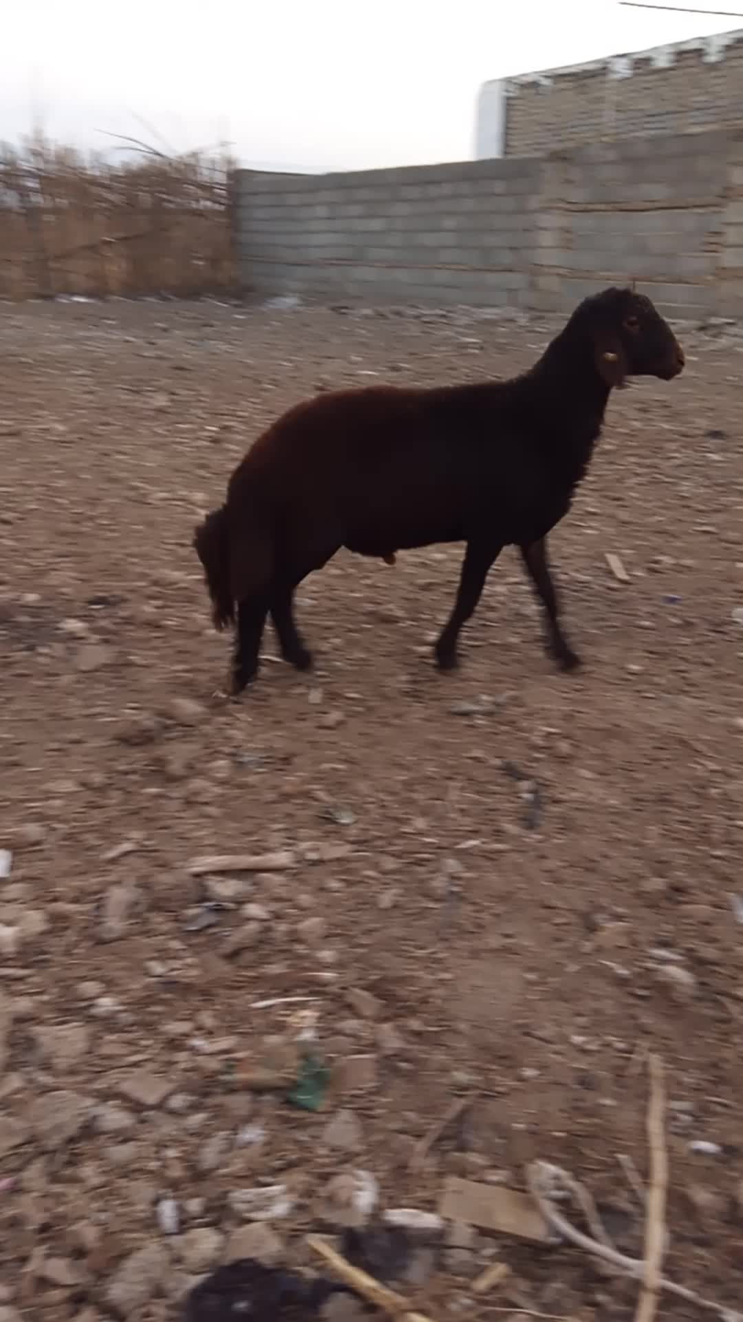 بره قوچی سرخ درجه یک|حیوانات مزرعه|گالیکش, |دیوار