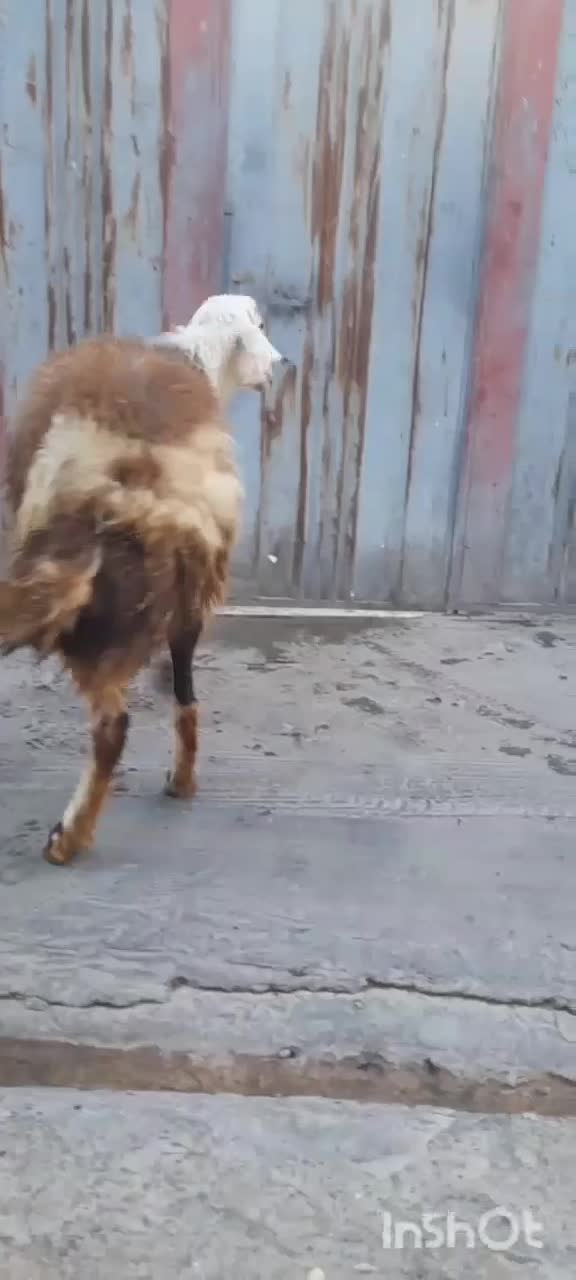 قورچ|حیوانات مزرعه|بروجرد, |دیوار