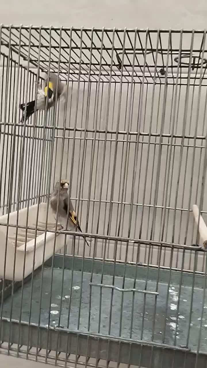 سهره دورگ کرمونی|پرنده|ری, شهید غیوری (ابن باویه)|دیوار