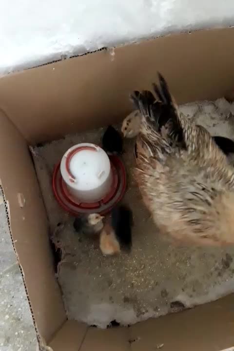 کرک|حیوانات مزرعه|خرمشهر, |دیوار