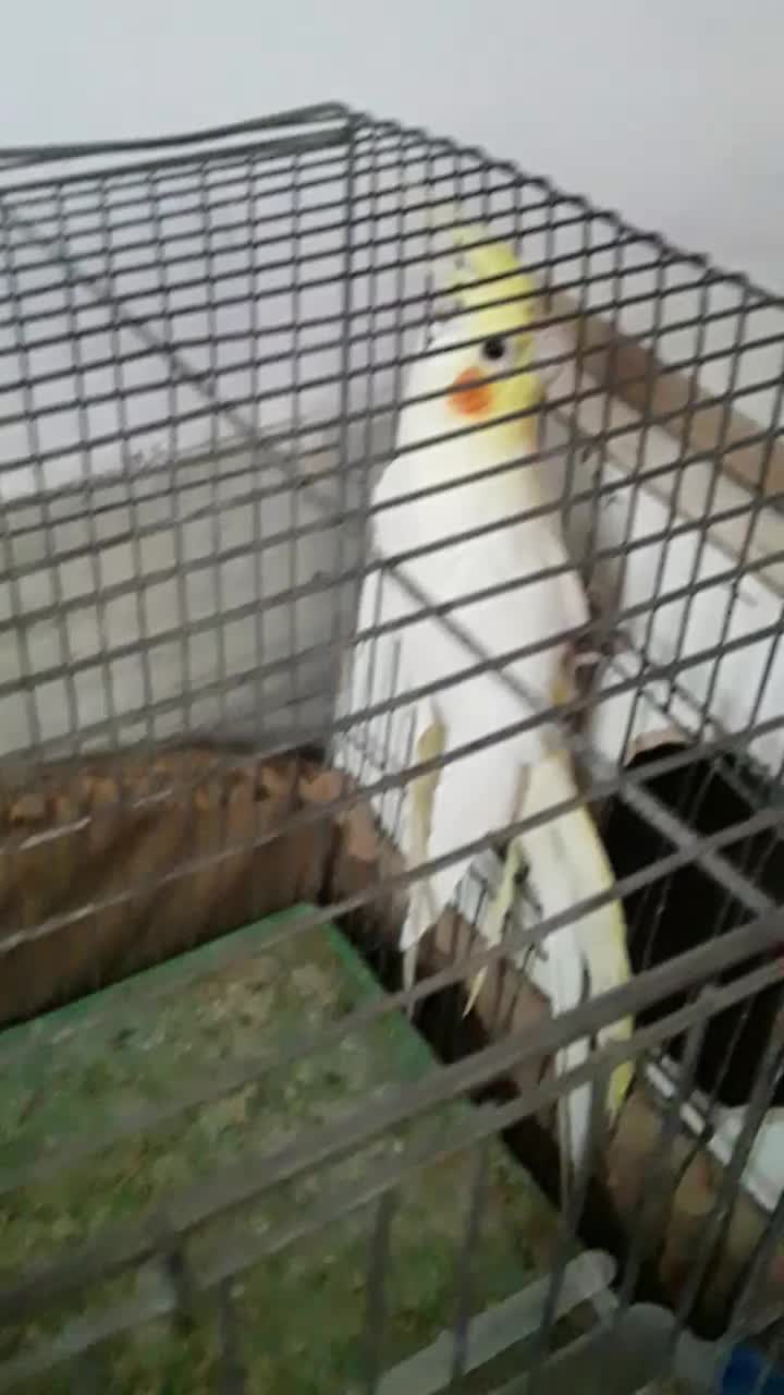 دو عدد عروس هلندی|پرنده|شاهین دژ, |دیوار