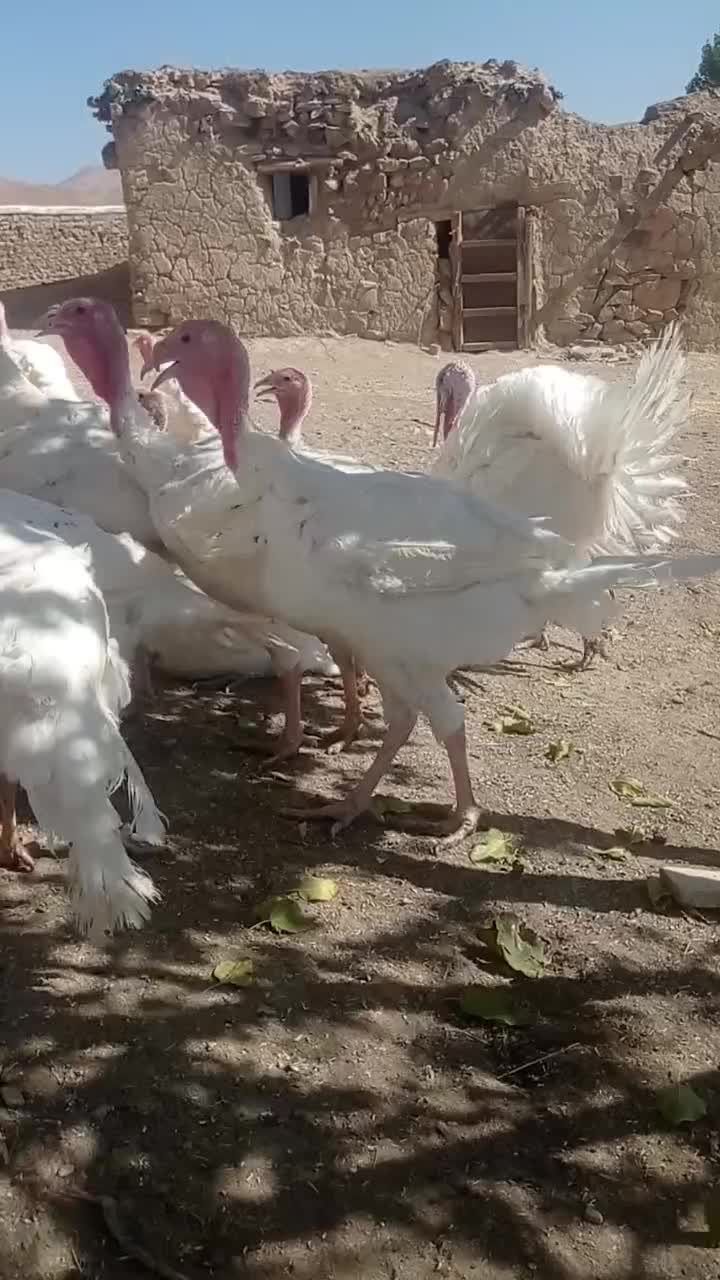 بوقلمون سفید|حیوانات مزرعه|امام, |دیوار