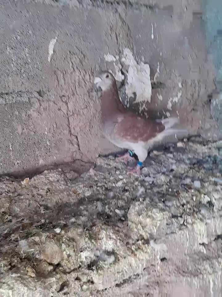 ماده المانی|پرنده|ملک‌آباد, |دیوار