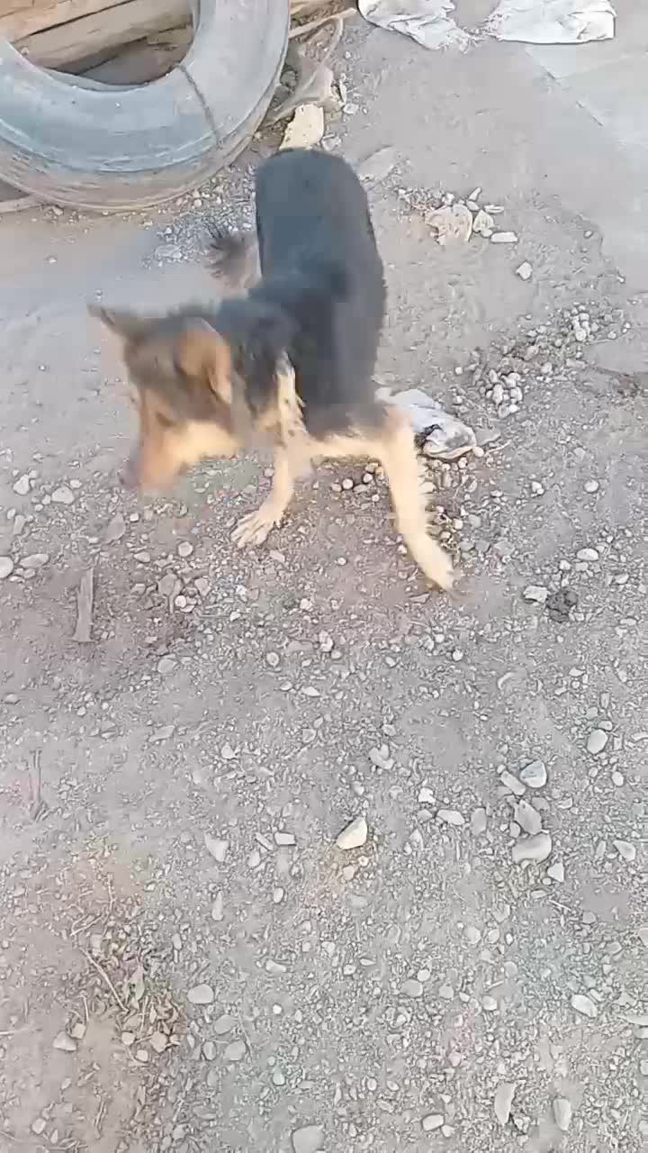 فروشی|سگ|رفسنجان, |دیوار