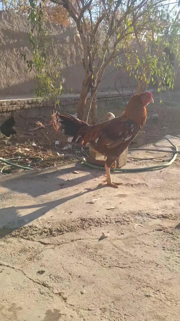 خروس لاری و مرغ لاری|حیوانات مزرعه|مهریز, |دیوار