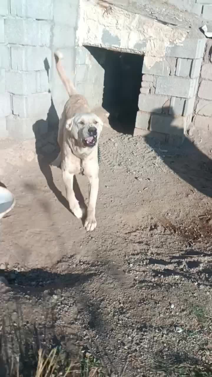 واگذاری سگ نگهبان|سگ|سراب, |دیوار