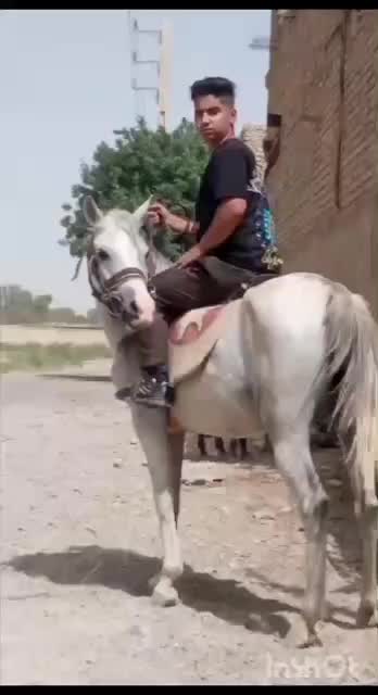 مادیان سواری با کره 7ماه|اسب و تجهیزات اسبسواری|تهران, بلوار کشاورز|دیوار