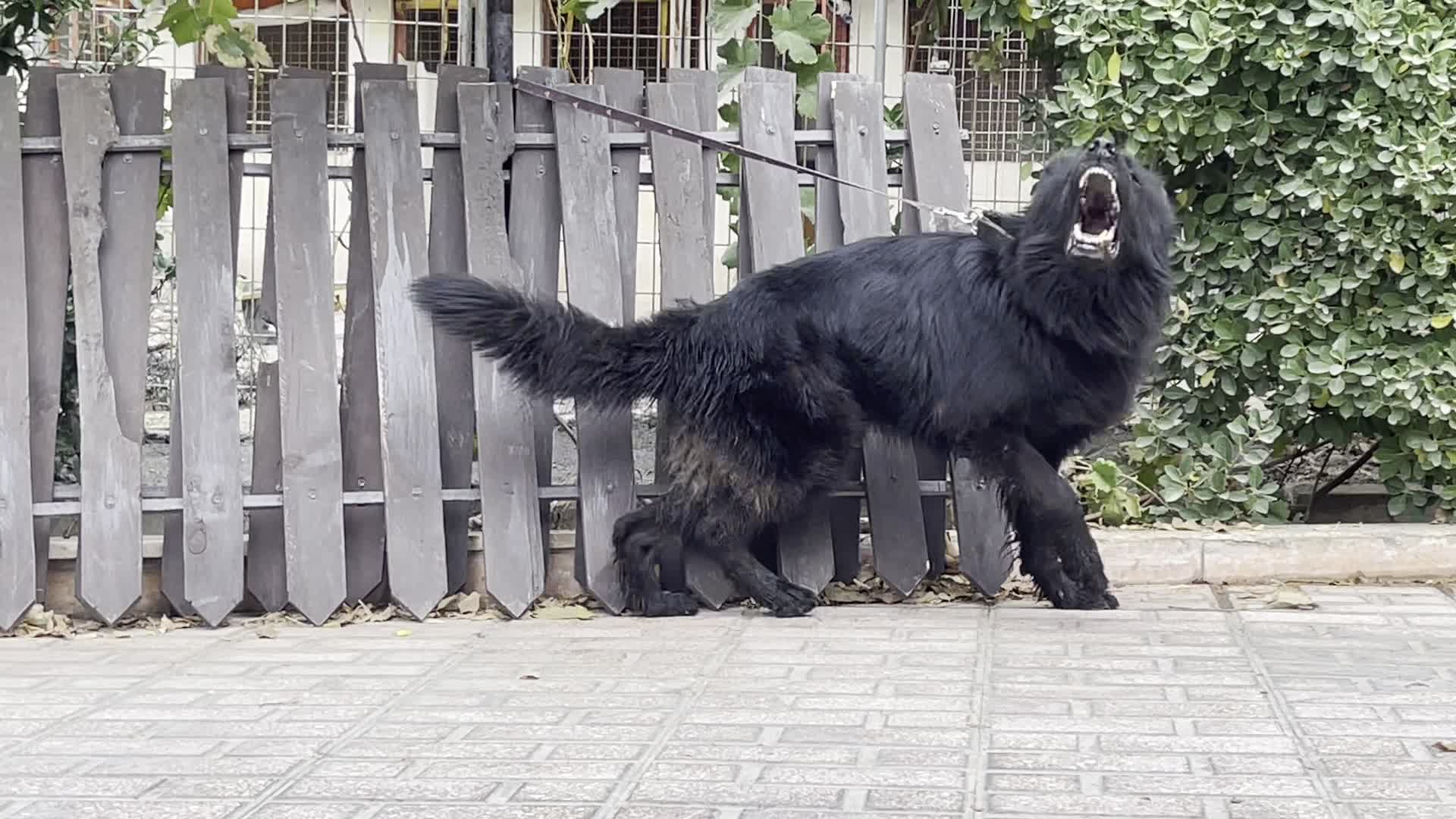 سگ ژرمن شپرد شولاین موبلند بلک شجره دار|سگ|تهران, آجودانیه|دیوار