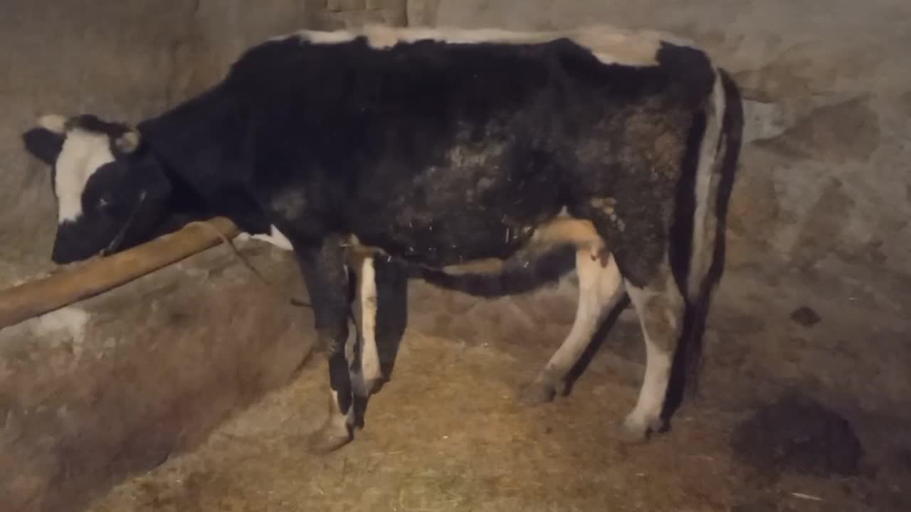 گاو و گوساله|حیوانات مزرعه|سنندج, |دیوار