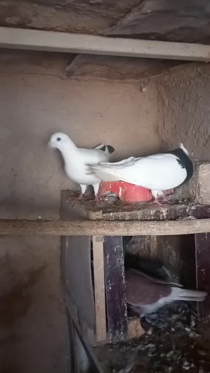 کفتر رنگه|پرنده|شیروان (خراسان), |دیوار