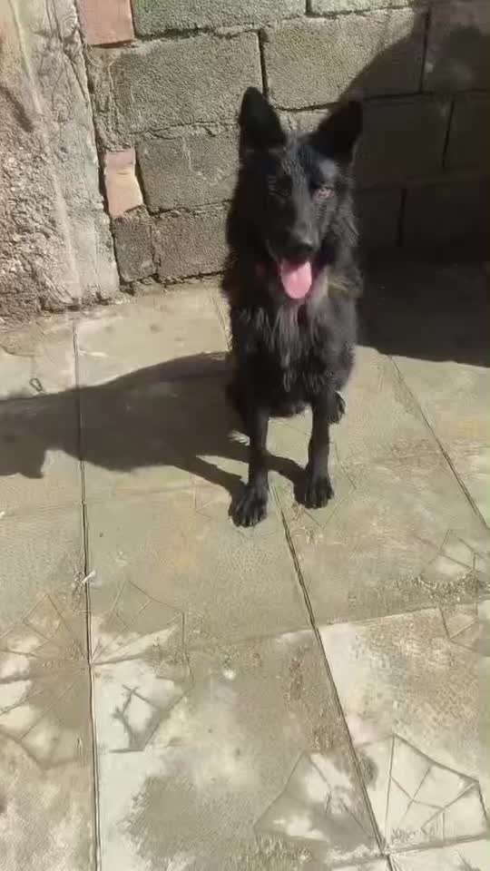 ژرمن بلک شولاین|سگ|کرمان, |دیوار