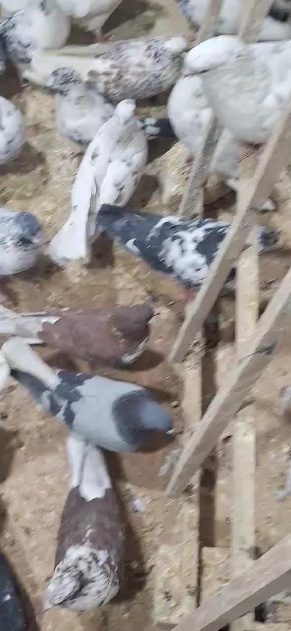 کفتر تهرانی|پرنده|خمینی‌شهر, |دیوار