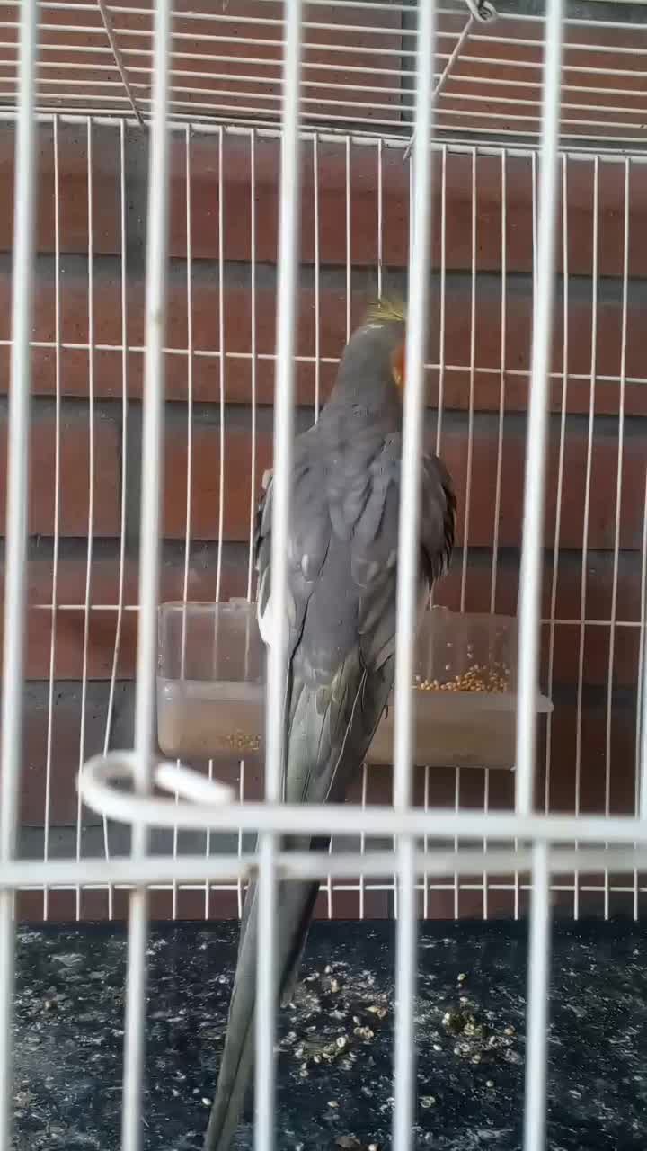 عروس هلندی معاوضه فروش|پرنده|خوش‌رودپی, |دیوار