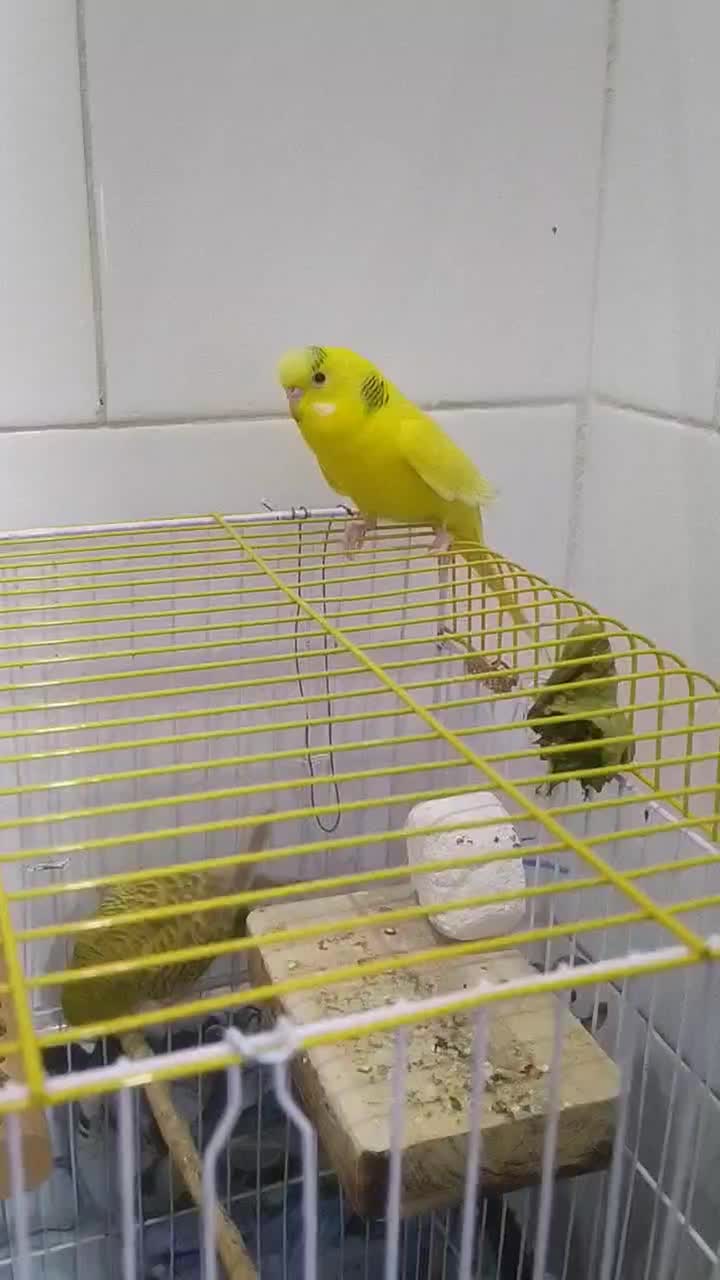 مرغ عشق ماده|پرنده|مهدی شهر, |دیوار