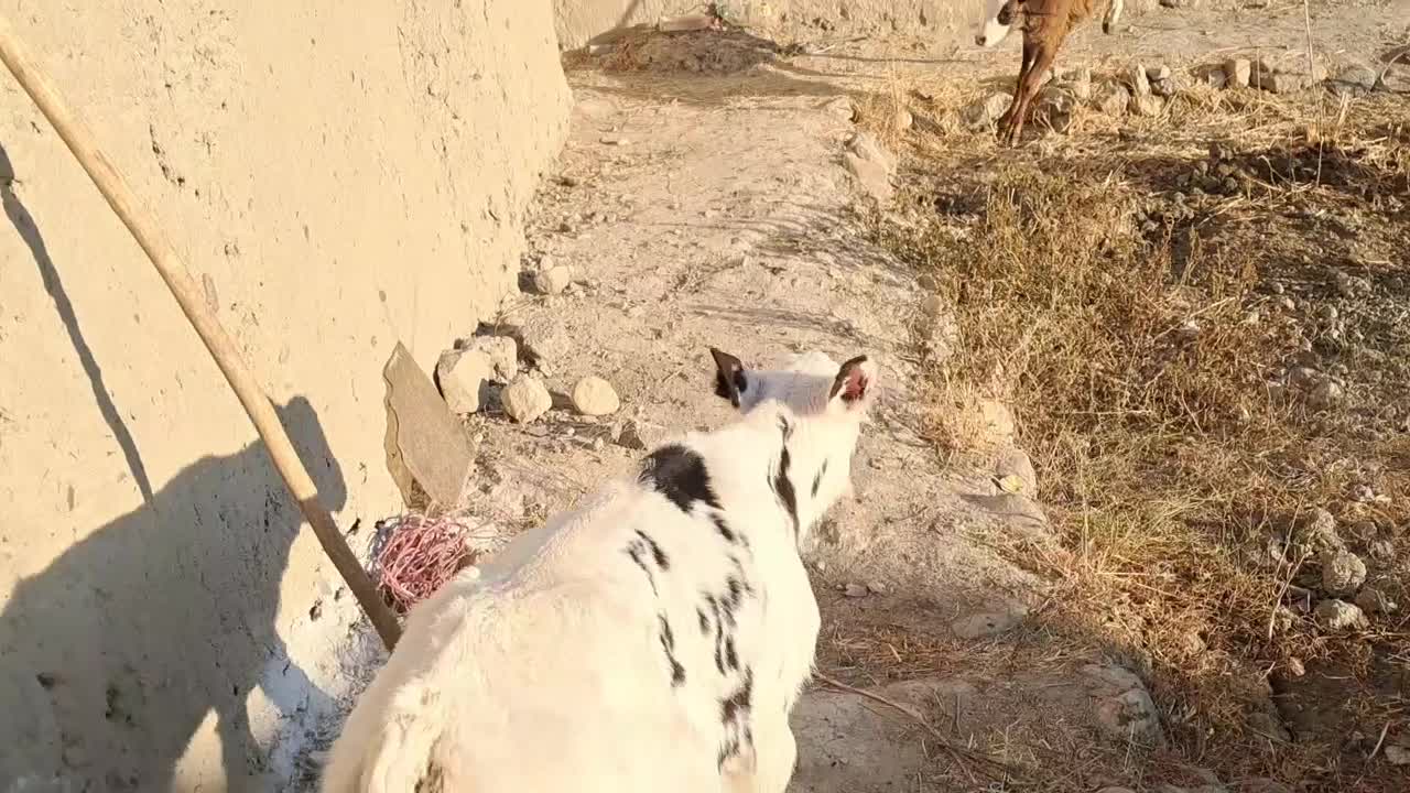 گاو... گوساله نر و ماده|حیوانات مزرعه|اسفراین, |دیوار