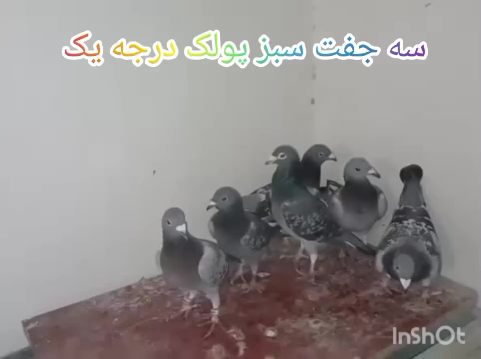 سبز پولکی|پرنده|خلیل آباد, |دیوار