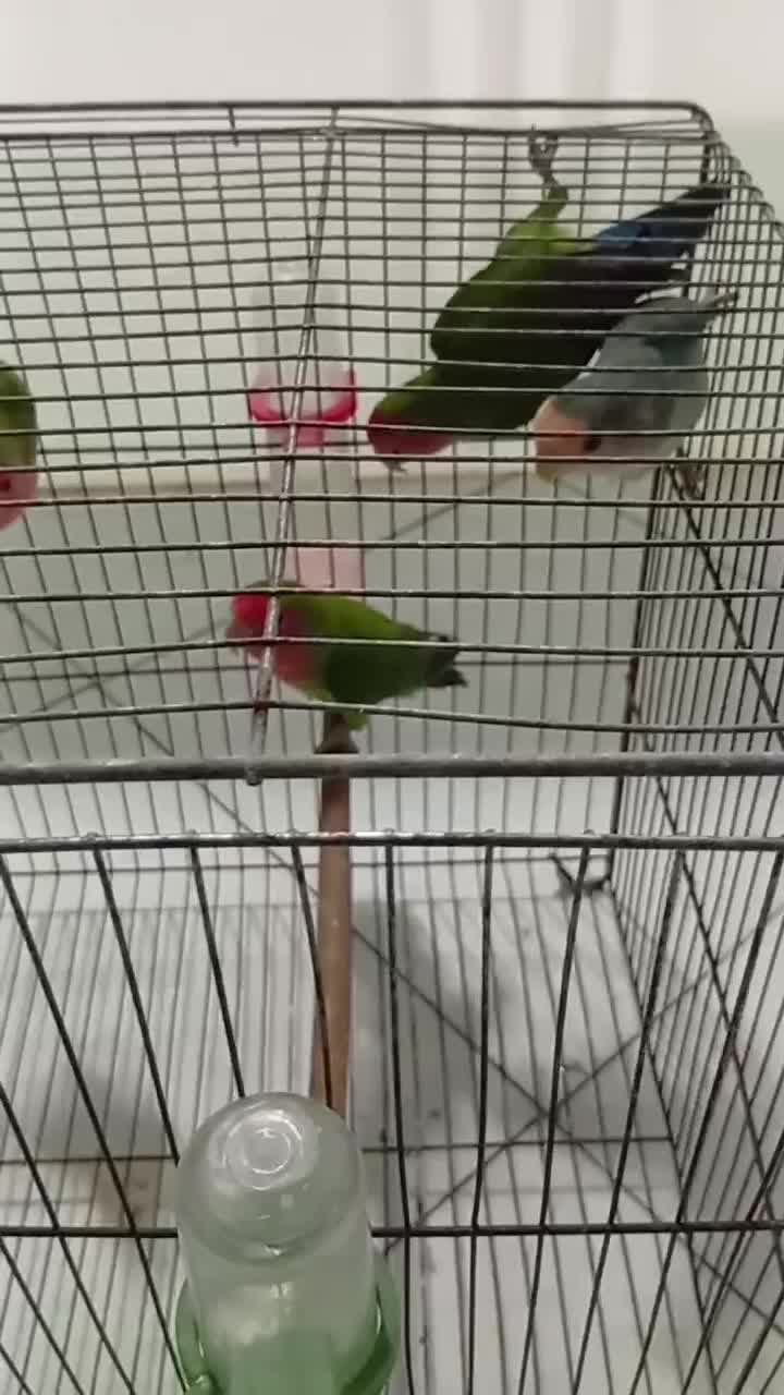 طوطی برزیلی|پرنده|ملارد, |دیوار