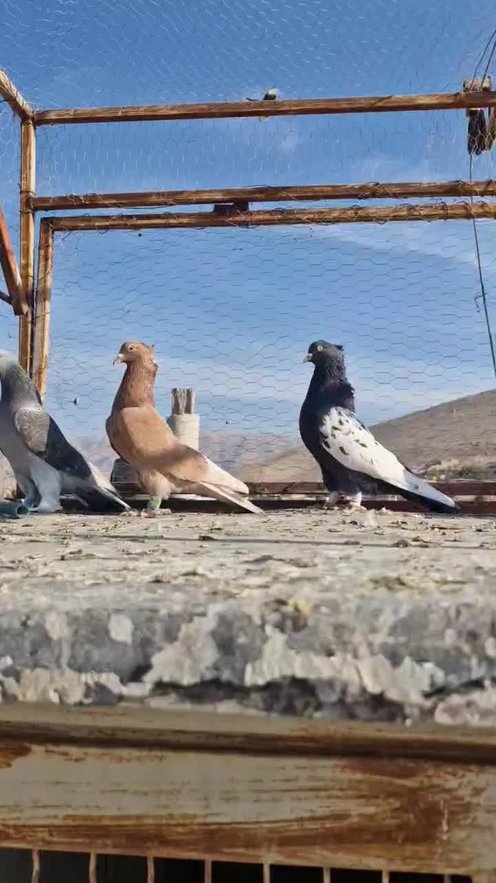 کبوتر|پرنده|سیدان, |دیوار