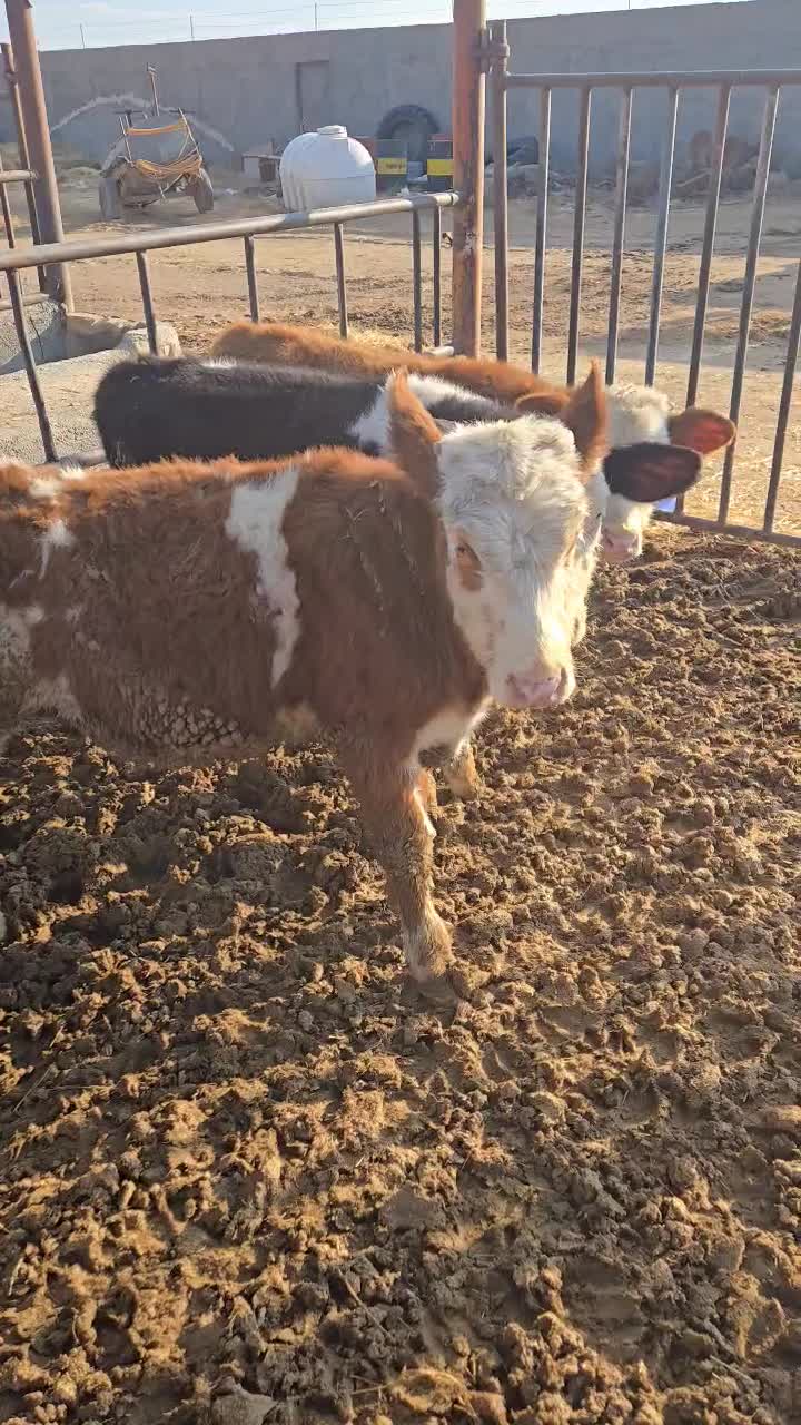 گوساله سمینتال ماده|حیوانات مزرعه|قم, بکایی|دیوار