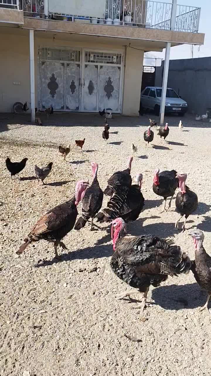 بوقلمون کاملا طبیعی و ارگانیک|حیوانات مزرعه|بیستون, |دیوار