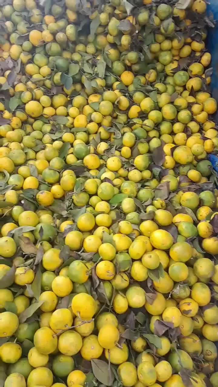 تازه|خوردنی و آشامیدنی|کرمانشاه, |دیوار