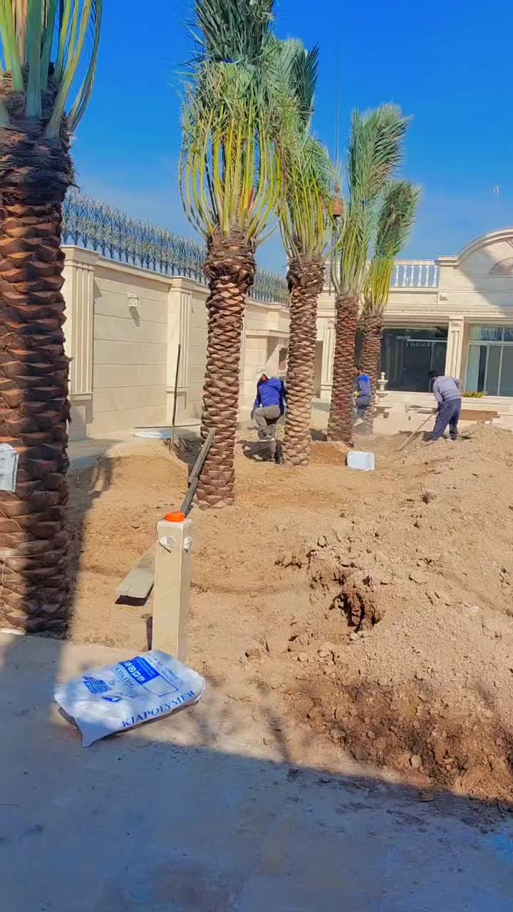 تضمینی با کیفیت پالم ریشه دار نخل|خدمات باغبانی و درختکاری|اصفهان, خلجا|دیوار