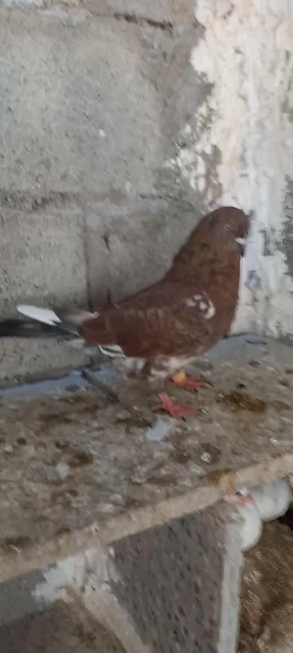 کبوتر کله ای|پرنده|خورموج, |دیوار