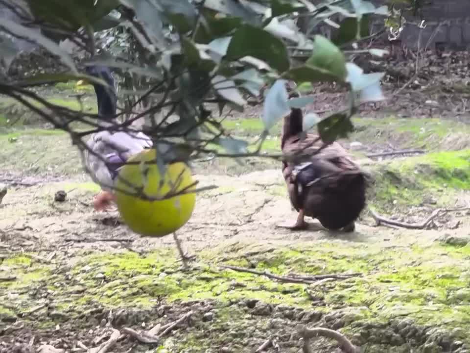 اردک روئن وارداتی درجه یک|حیوانات مزرعه|قائمشهر, |دیوار