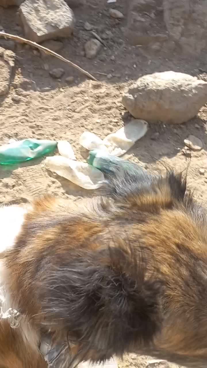 سگ ماده|سگ|قم, بوستان علوی|دیوار