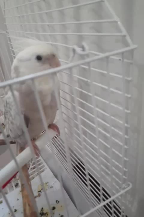 عروس هلندی|پرنده|زنجان, |دیوار