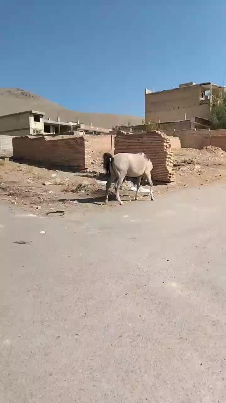 خرید و فروش اسب وقاطر|اسب و تجهیزات اسبسواری|بن, |دیوار