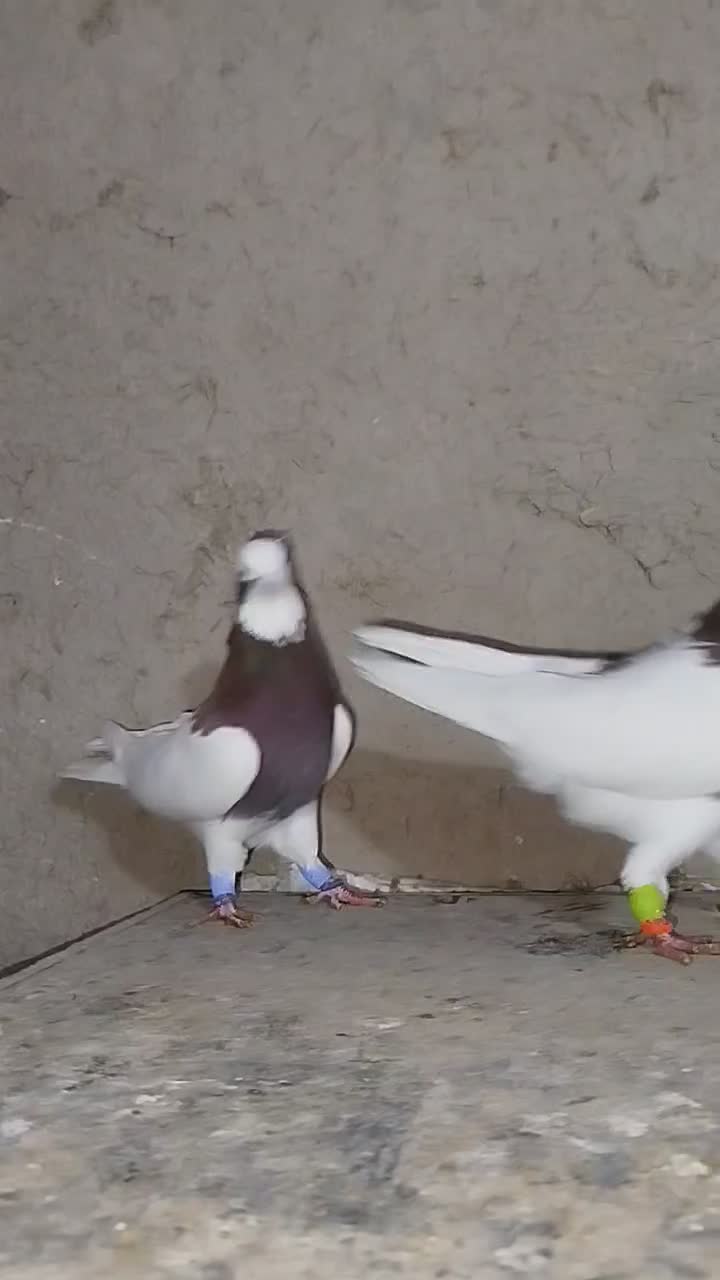 کبوتر|پرنده|مرودشت, دولت آباد|دیوار