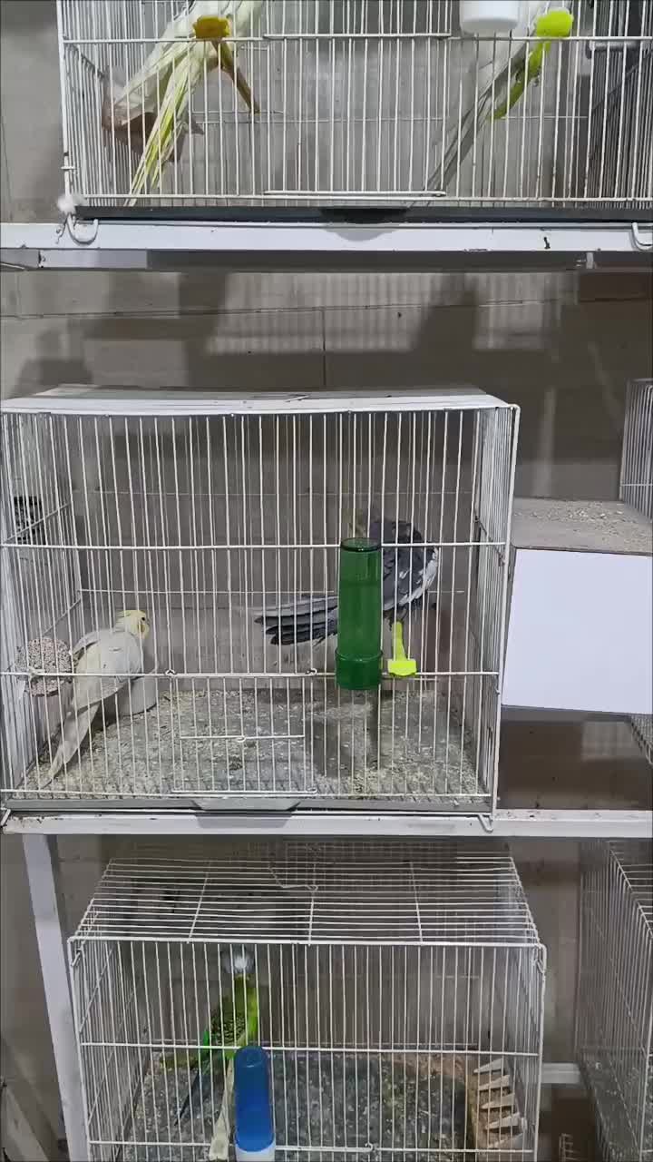 عروس هلندی کوتوله مرغ عشق گلدین نرگسی قناری|پرنده|مشهد, شهرک بهارستان|دیوار