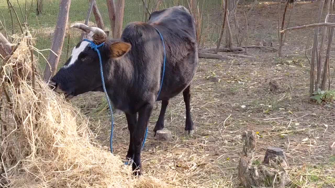 گاو لیشه ۷ ماه شکم تضمینی|حیوانات مزرعه|رشت, استادسرا|دیوار