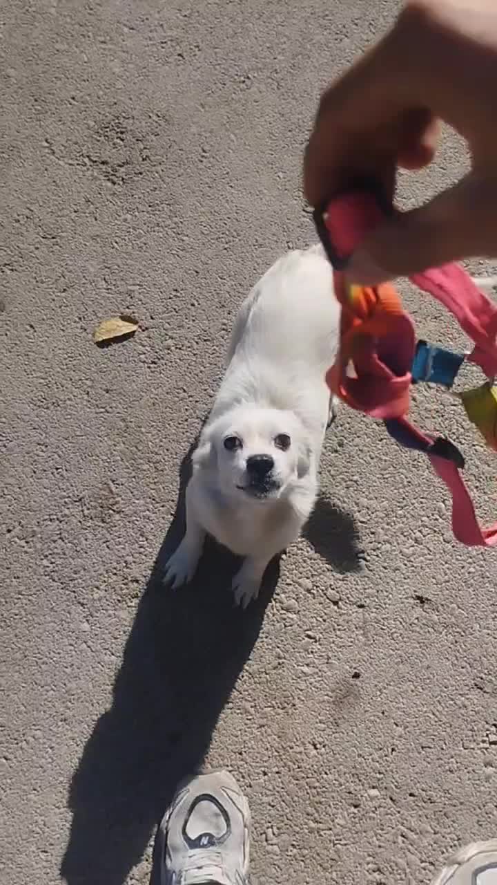 واگذاری سگ اشپیز روباهی|سگ|سقز, |دیوار