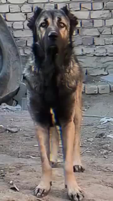 سگ سراب|سگ|بهار, |دیوار