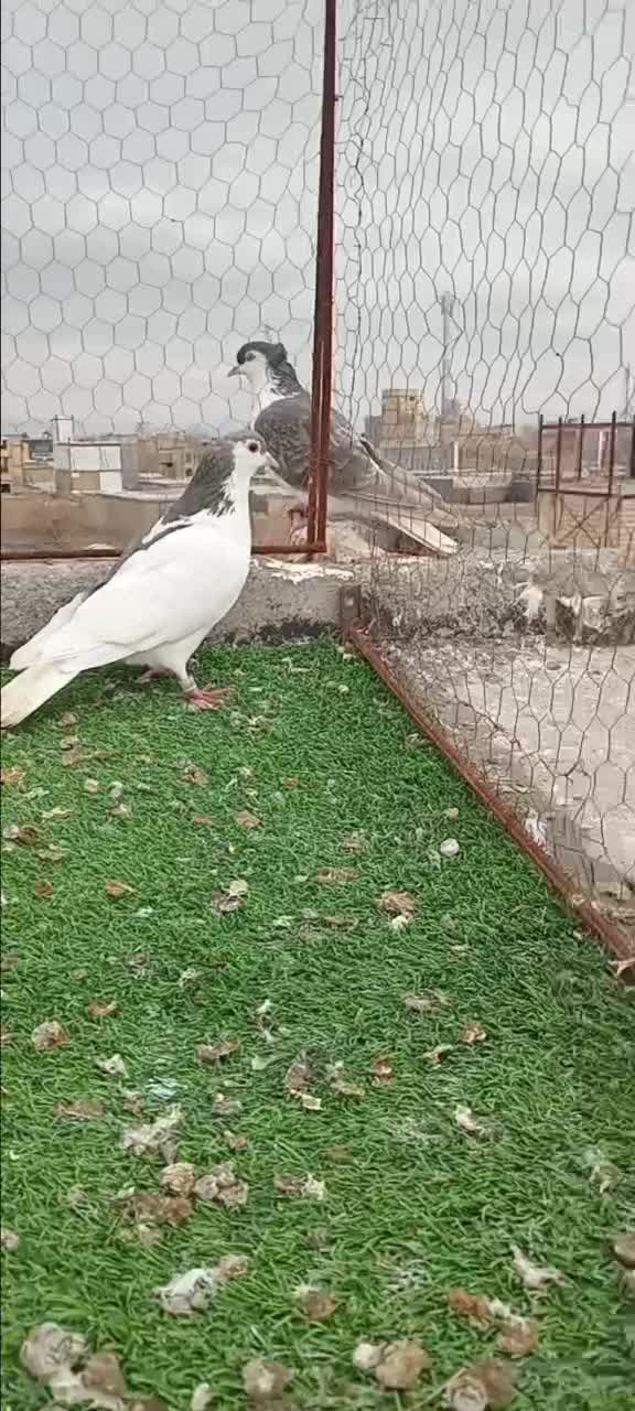 خال سیاه ماده قلدور ۳۰۰ تومان|حیوانات|مشهد, مهدی آباد|دیوار