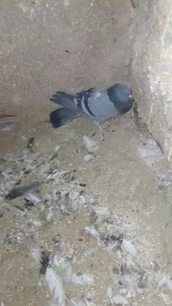 حراج ۱۳ تا کفتر خوب و بد زیر قیمت|حراج|قرچک, ولی آباد|دیوار