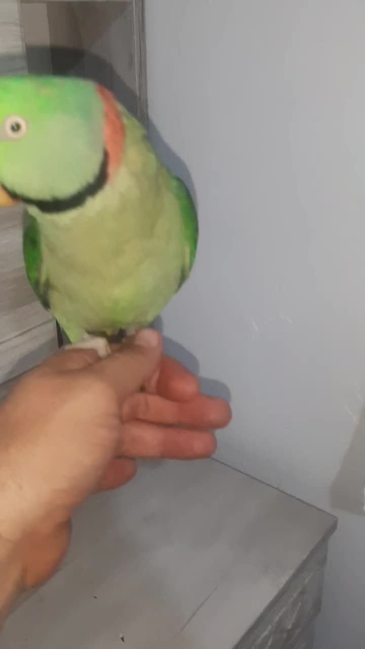 شاه طوطی نر فوق العاده رام ودستی|پرنده|شهریار, شهرک وائین|دیوار