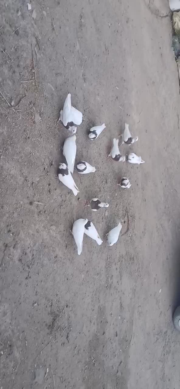 طوقی|پرنده|جغتای, |دیوار