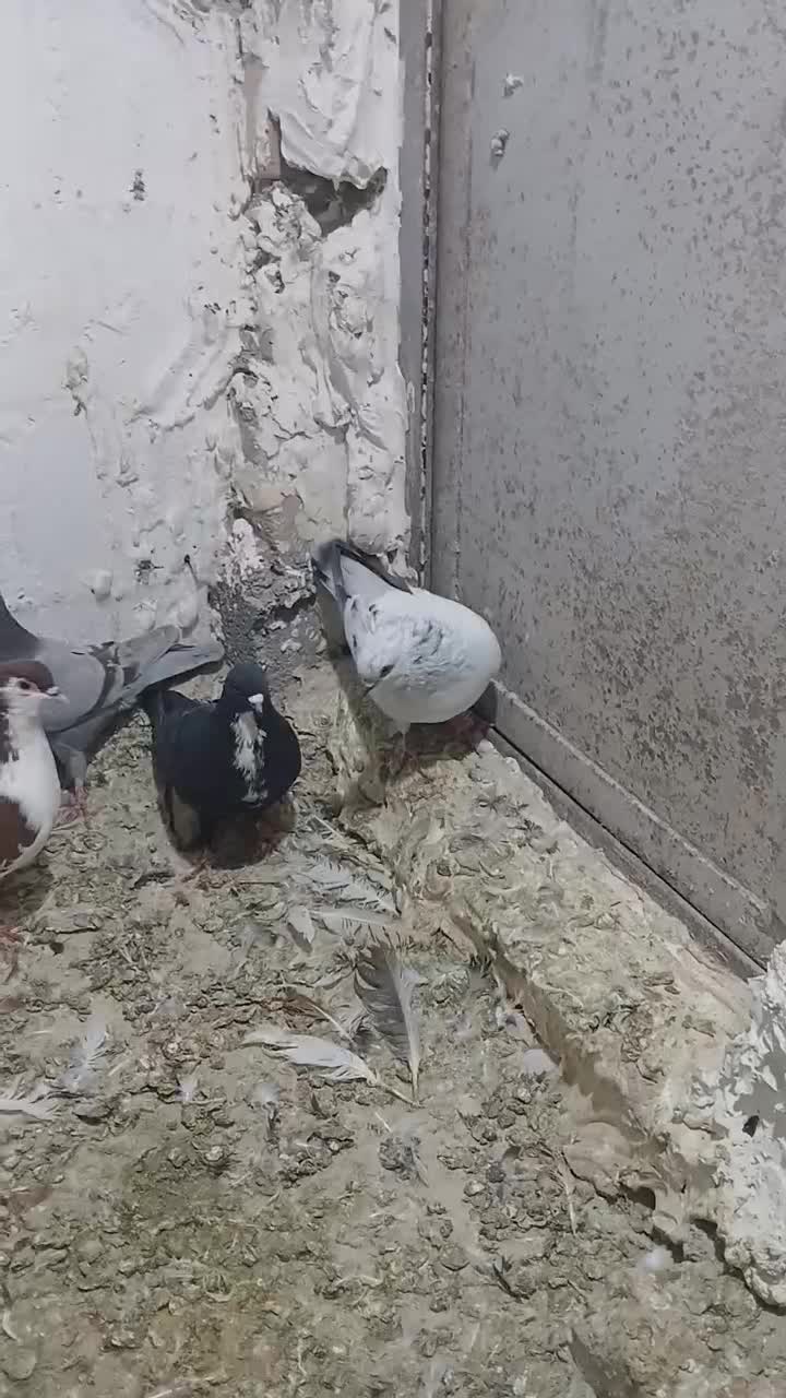 کبوتر پرشی|پرنده|دماوند, دماوند|دیوار