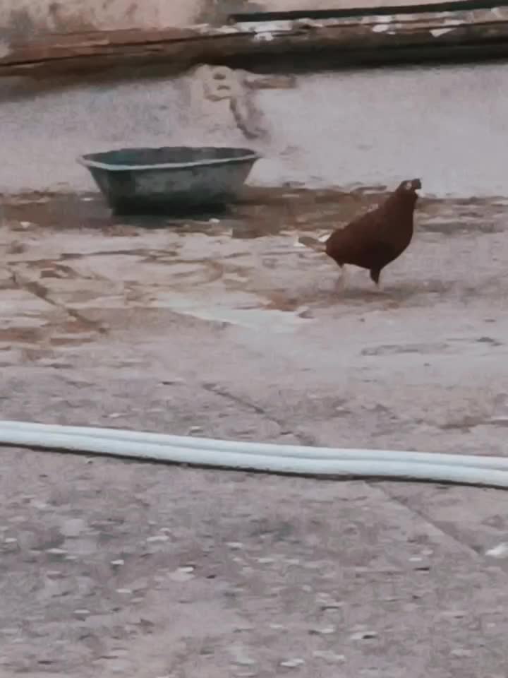 سرخ دم سفید بدون عیب با طوق شازدی بی عیب|پرنده|شیراز, شهرک رضوان|دیوار