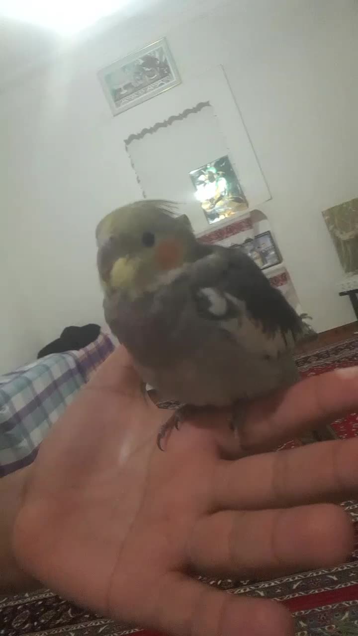 عروس پاریس|پرنده|سوسنگرد, |دیوار